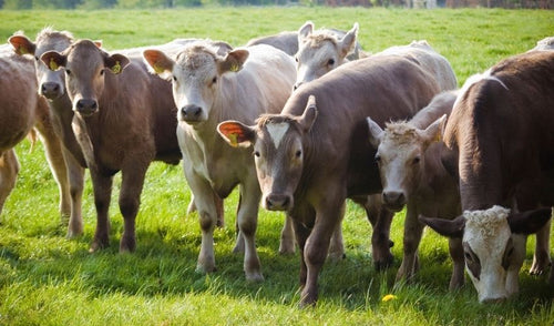 Grass Tetany in Livestock