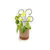Bosmere Houseplant Trellis- 18 Mini Scroll Pot Trellis